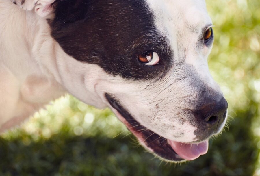 cane tenero