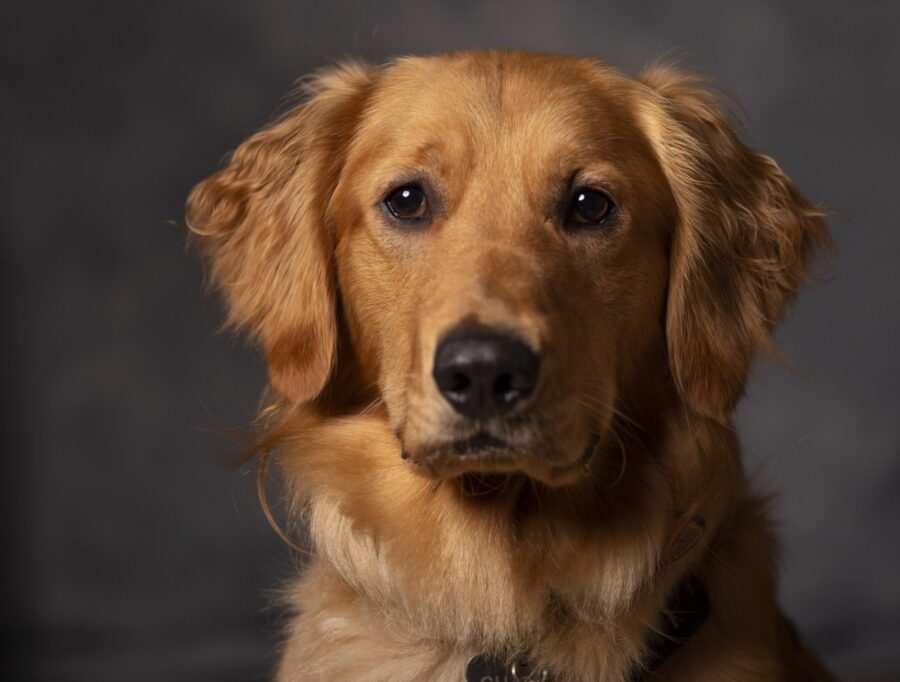 cucciolo golden retriever