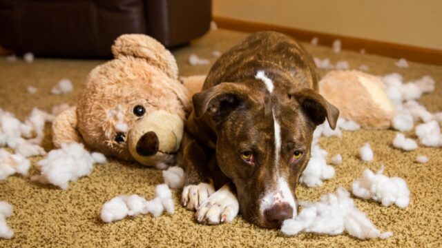 4 consigli per tenere occupato il cane quando non puoi farlo uscire