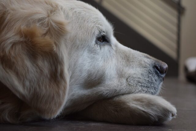 4 motivi per cui è così importante capire quando il cane è annoiato