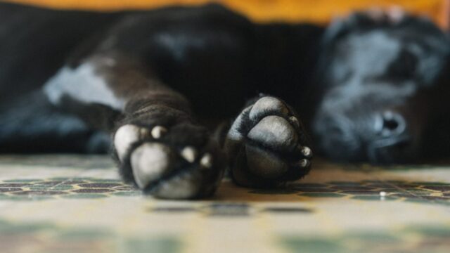 4 principali modi per proteggere le zampe del cane