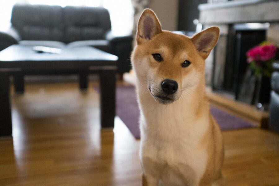 shiba inu