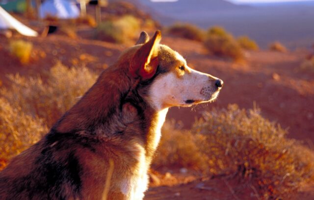 4 regole fondamentali per avere un cane equilibrato