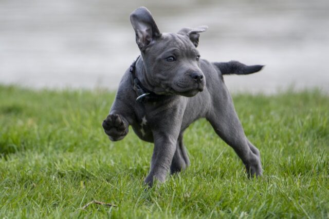 4 regole per garantire al cane una vita più longeva possibile