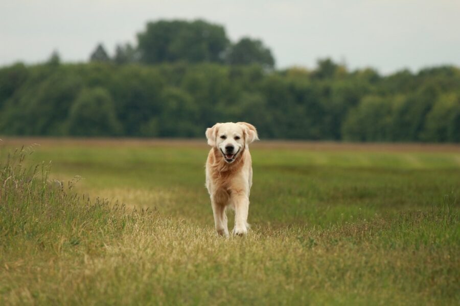 golden retriever