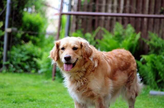 4 trucchi che devi assolutamente conoscere se hai un cane