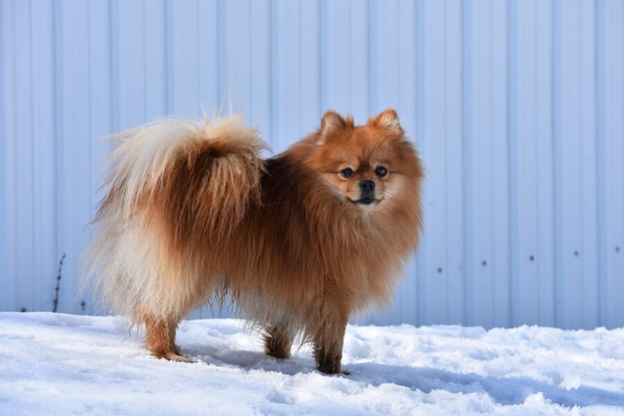 cane pomerania