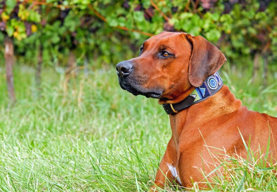 cane sul prato