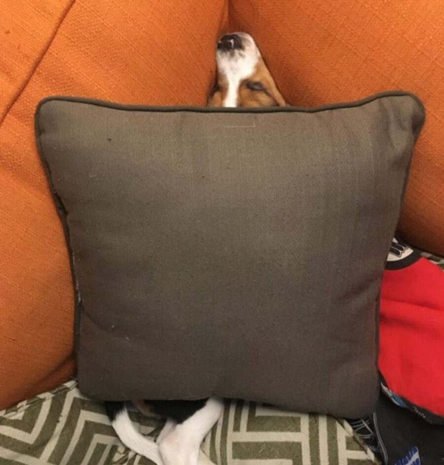 cane dietro cuscino
