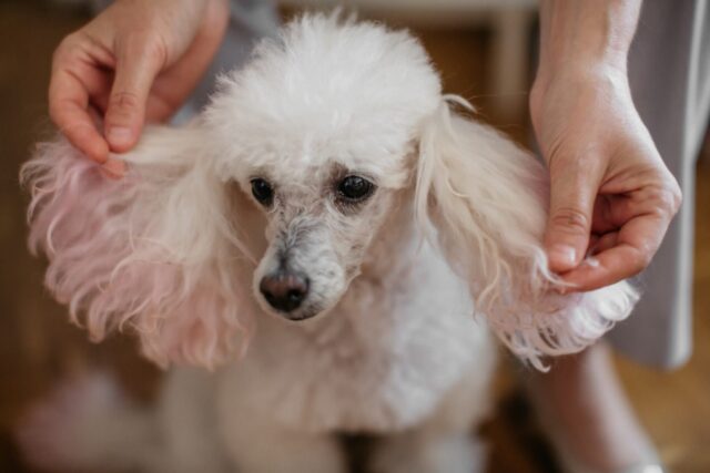 5 foto di cani beccati in contesti assolutamente improbabili