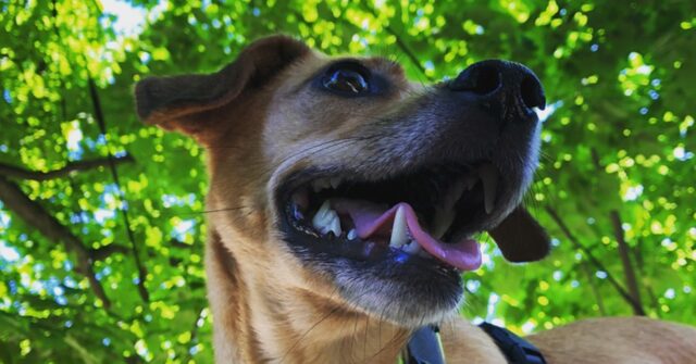 5 foto di cani capaci di donare il giusto sprint alla tua giornata