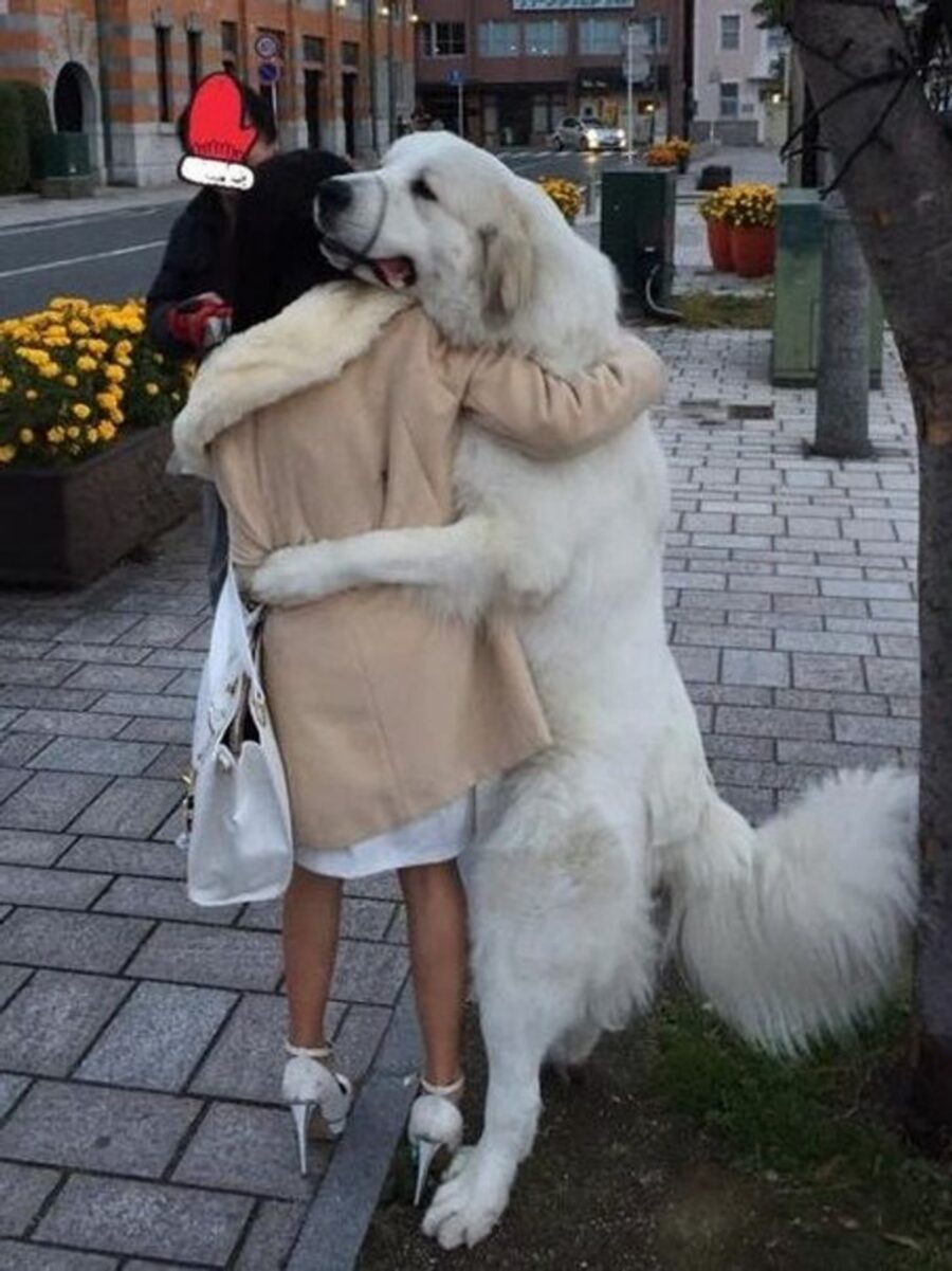 cane abbraccia bimba