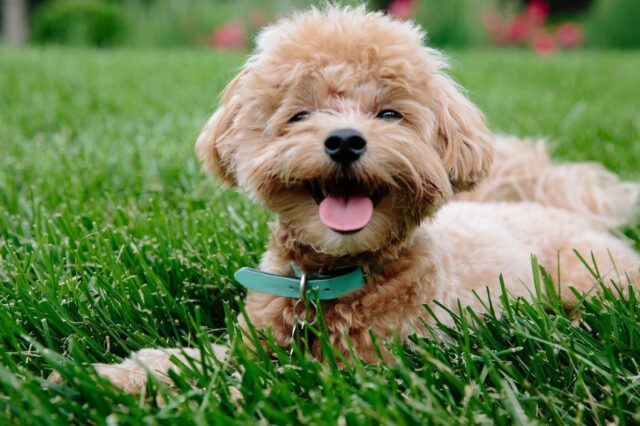 5 foto di cani capaci di regalare amore infinito a chiunque