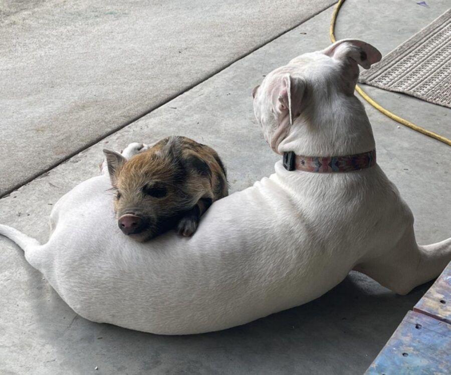 cane con maialino