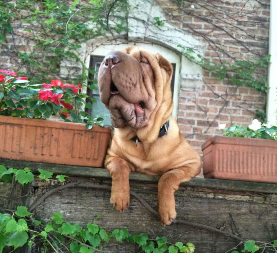 shar pei muso