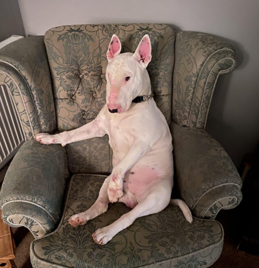 cane bull terrier