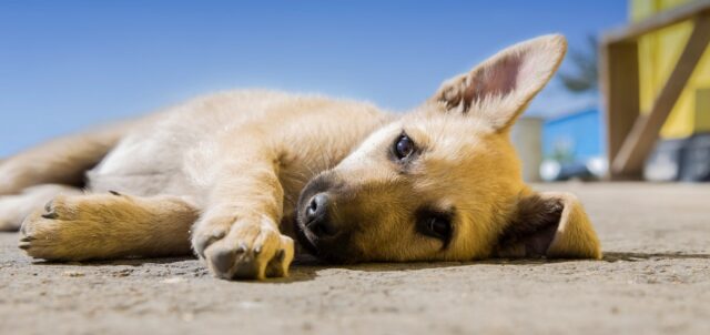 5 foto di cani che vorrebbero parlare come facciamo noi