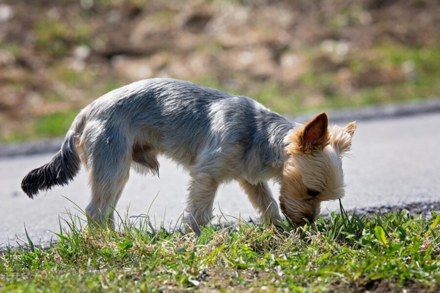 yorkshire terrier dolce