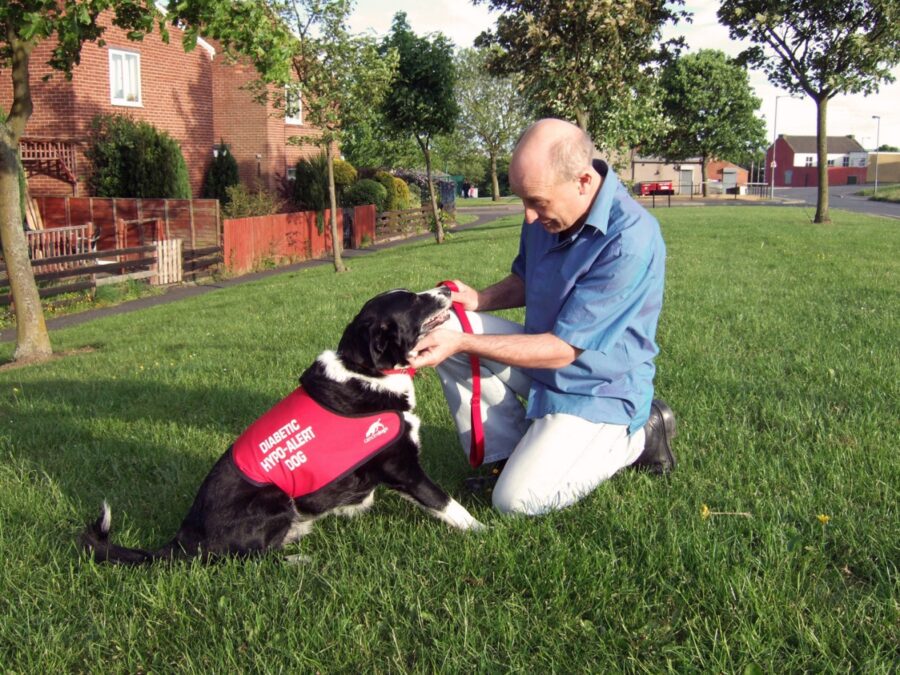 cane tenero addestramento