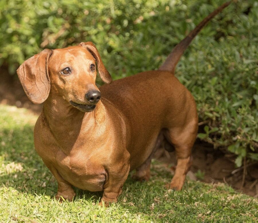 cane bassotto