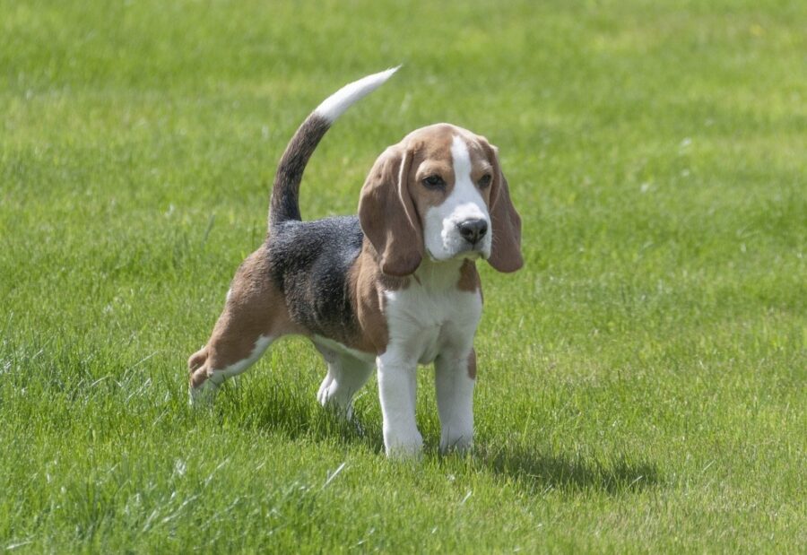 beagle cucciolo