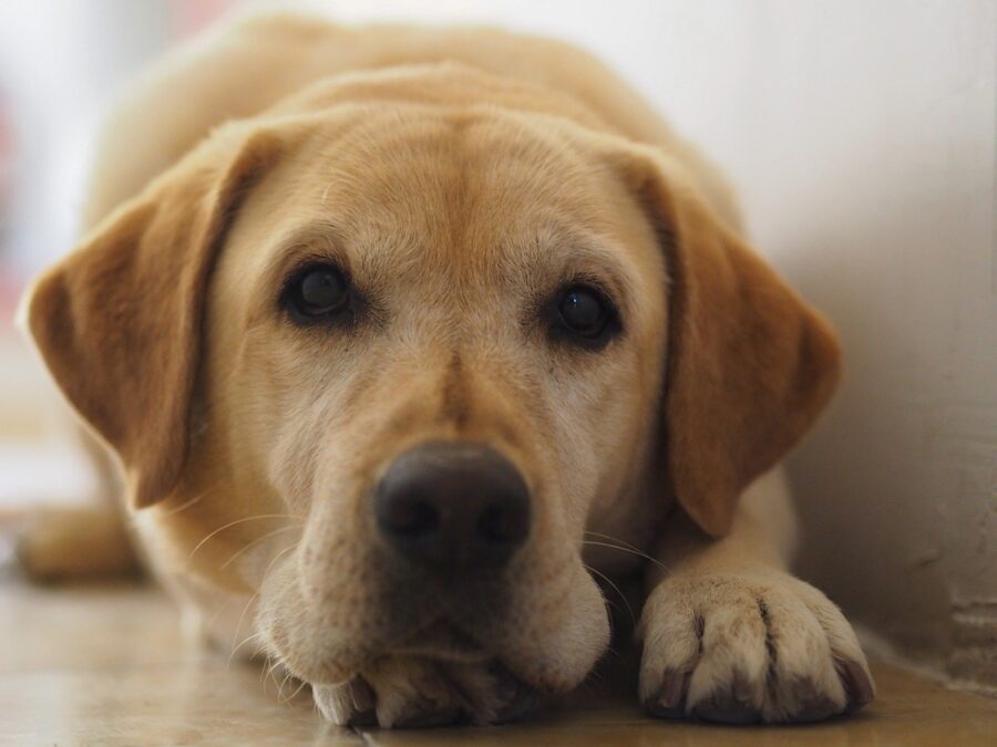 cane labrador