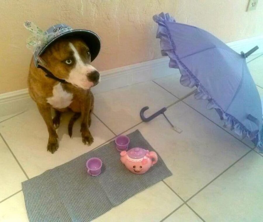 cane cappellino