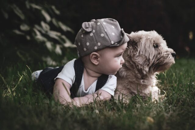 5 simpatiche foto di cani alle prese con i loro fratellini umani