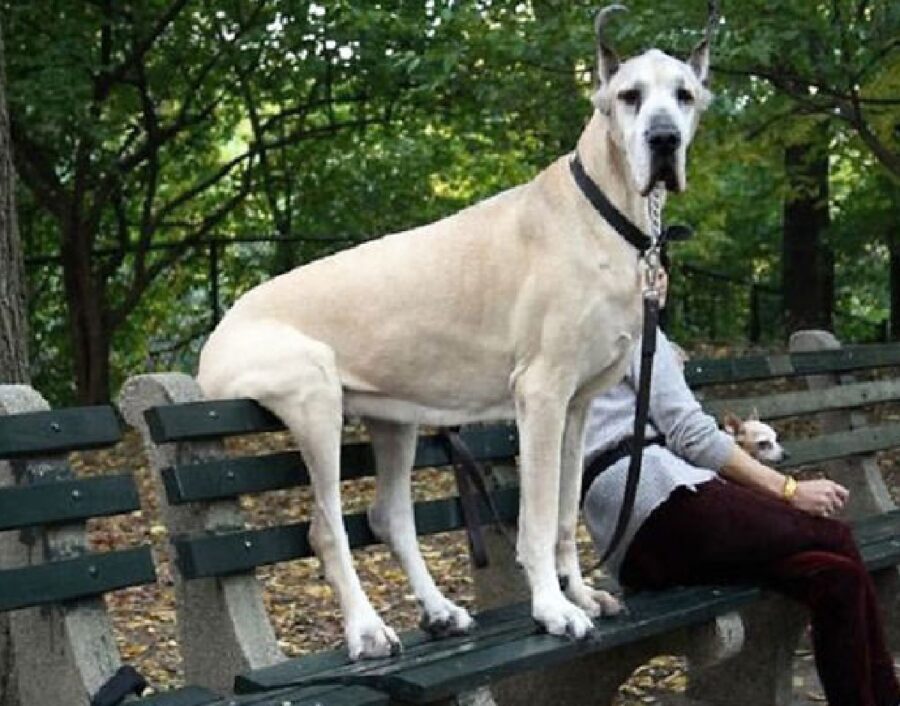 cane seduto in modo strano 