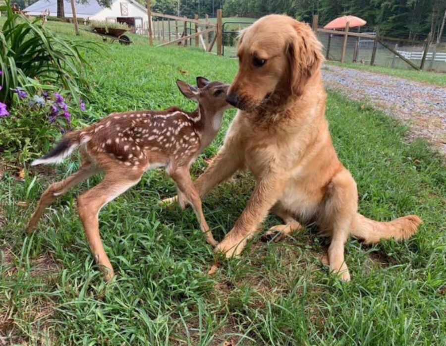 cane cerbiatto amico