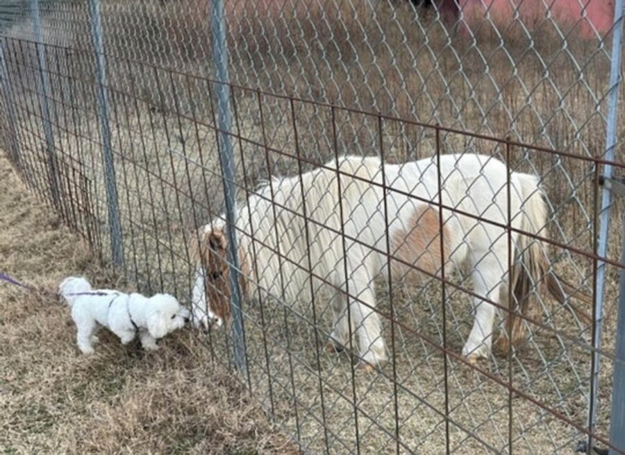 cane pony