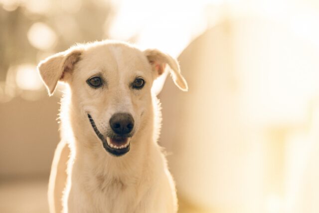 6 foto che mostrano quanto è puro il cuore dei cani