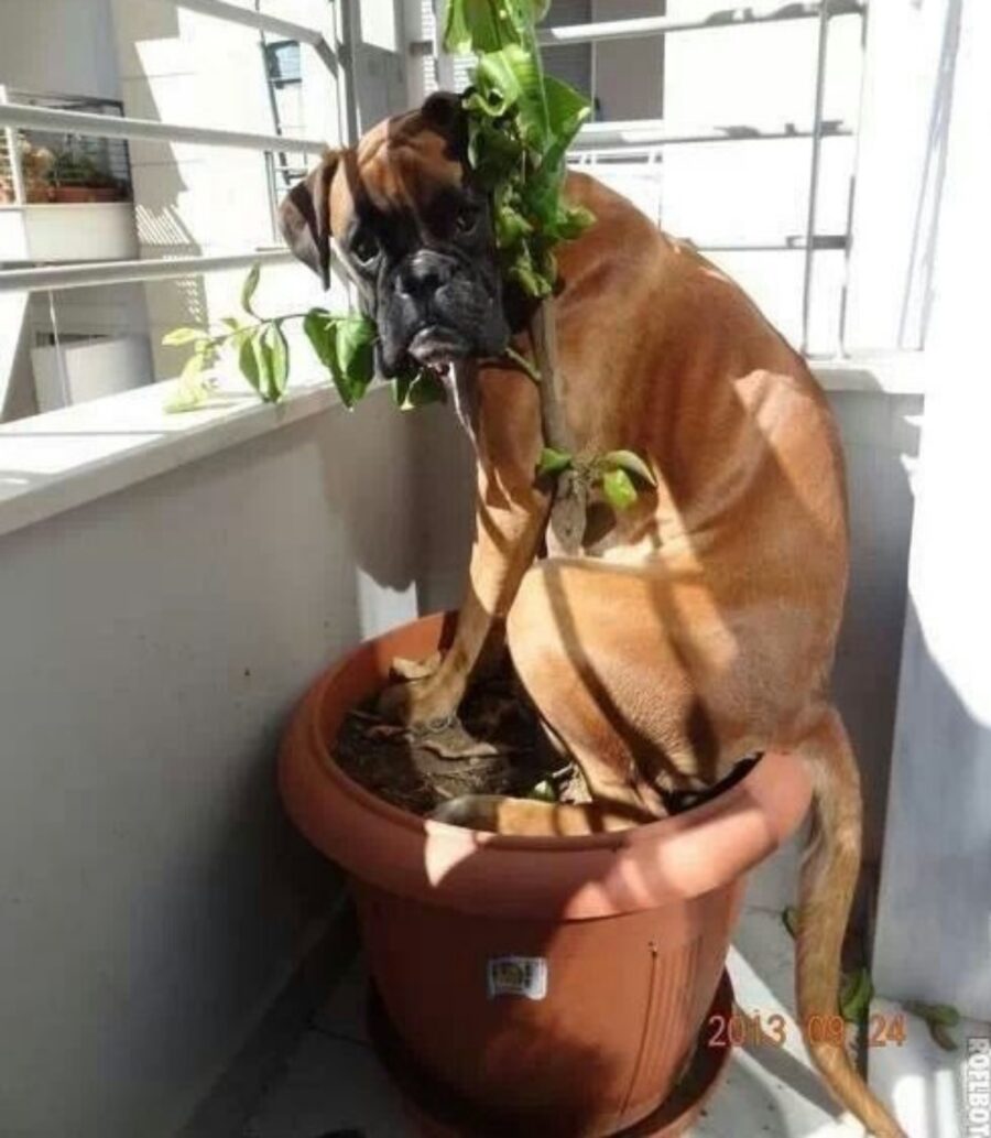 cane nella pianta