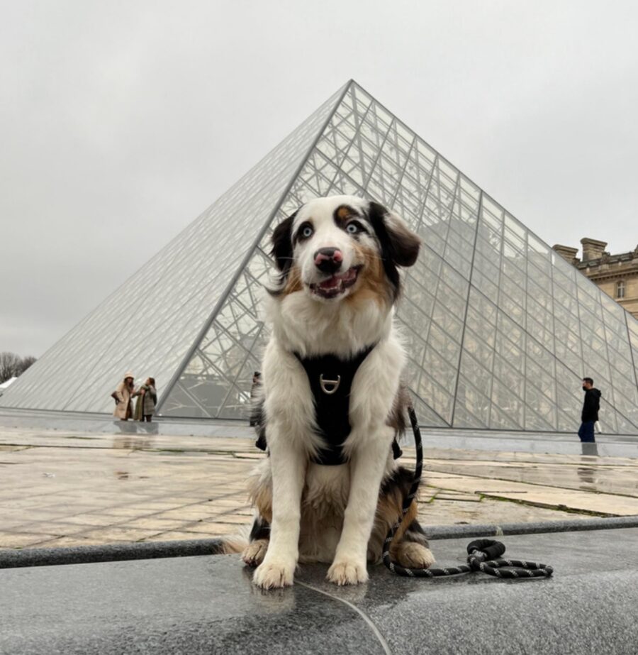 cane louvre museo