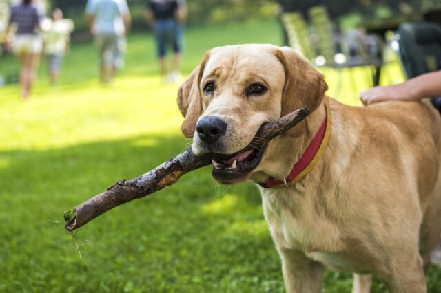 6 foto di cani capaci di illuminare la tua giornata