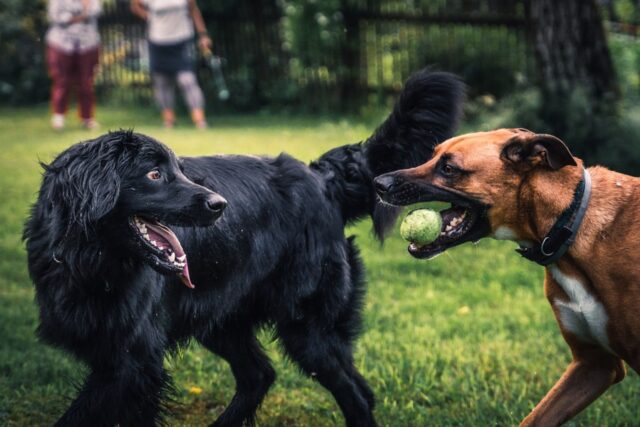 6 foto di cani che condividono rapporti di amicizia unici