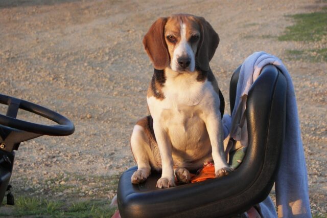 6 foto di cani che hanno deciso d’un tratto di diventare gatti