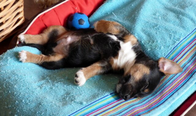 6 foto di cani che hanno fatto della pigrizia il loro stile di vita