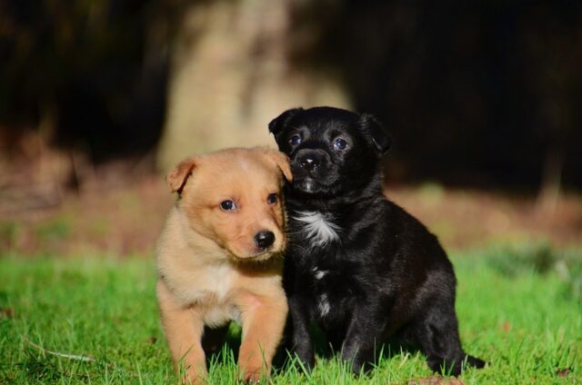 6 foto di cani che hanno ricevuto regali parecchio originali