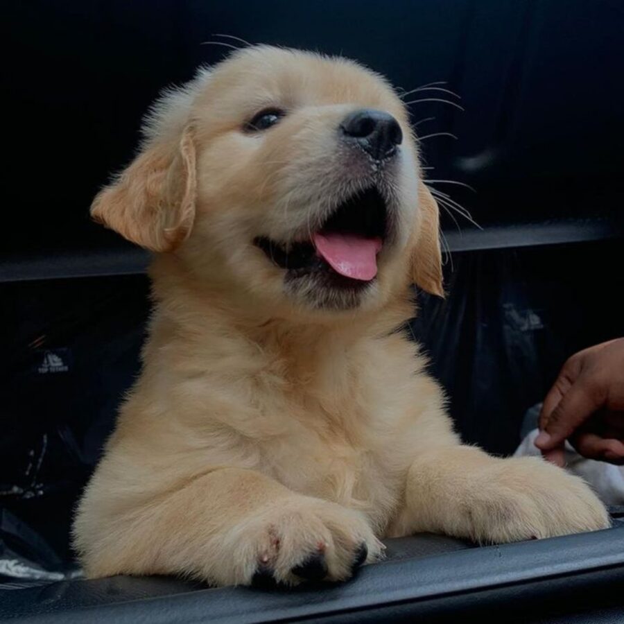 golden retriever