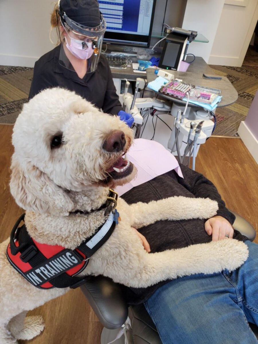 cucciolo dal dentista