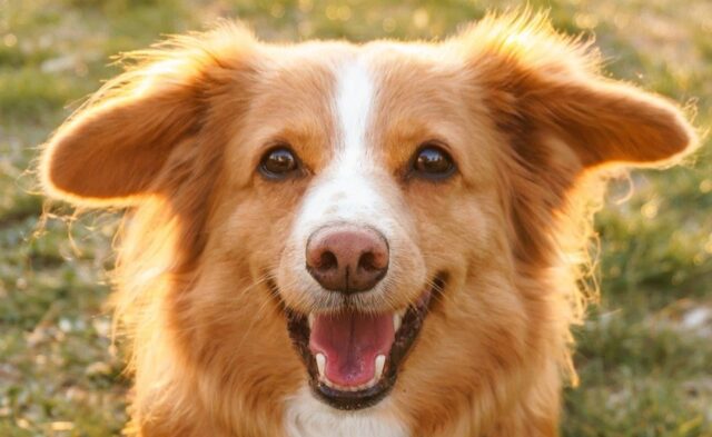 6 foto di cani che sapranno darti la giusta carica per la giornata