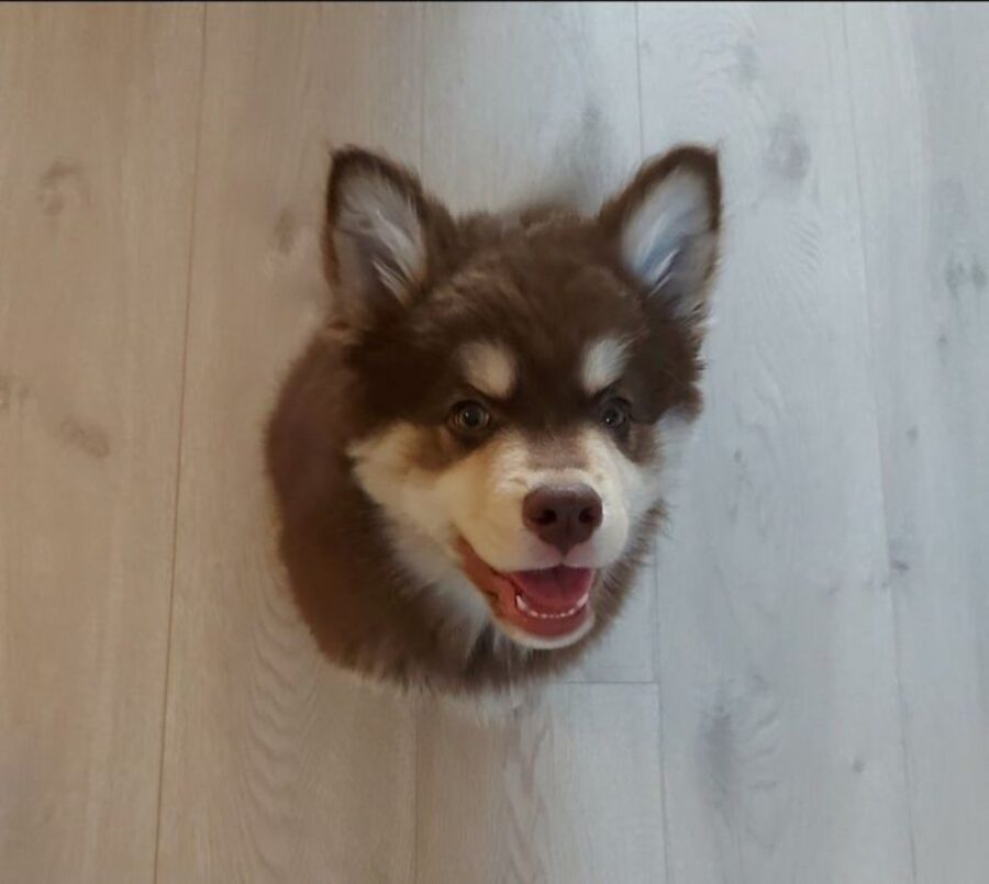 cane husky piccolo