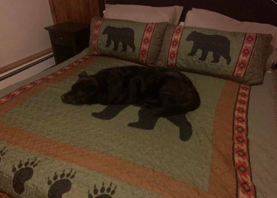 cane orso letto
