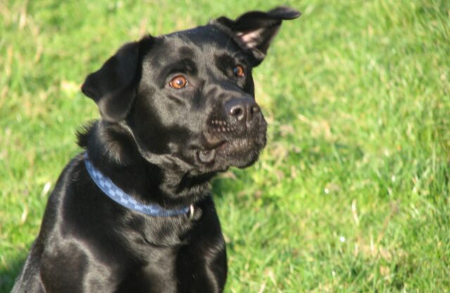 6 foto di cani che ti manderanno letteralmente in confusione