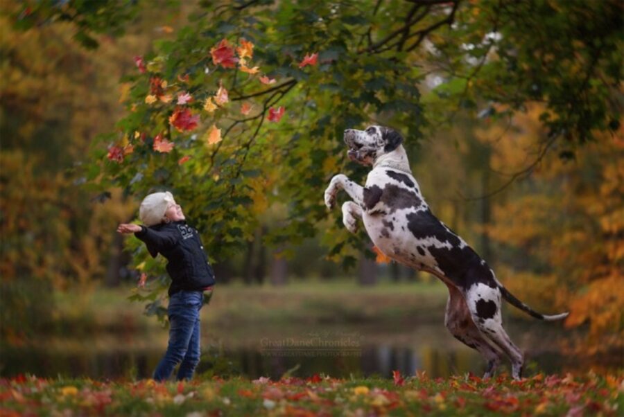 cane bimba gioco