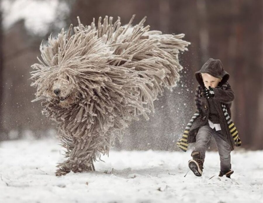 cane neve diverte
