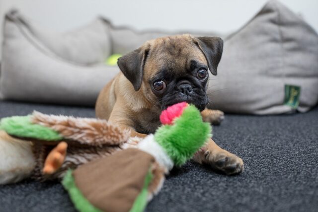 6 divertentissime foto di cani fotografati al momento giusto