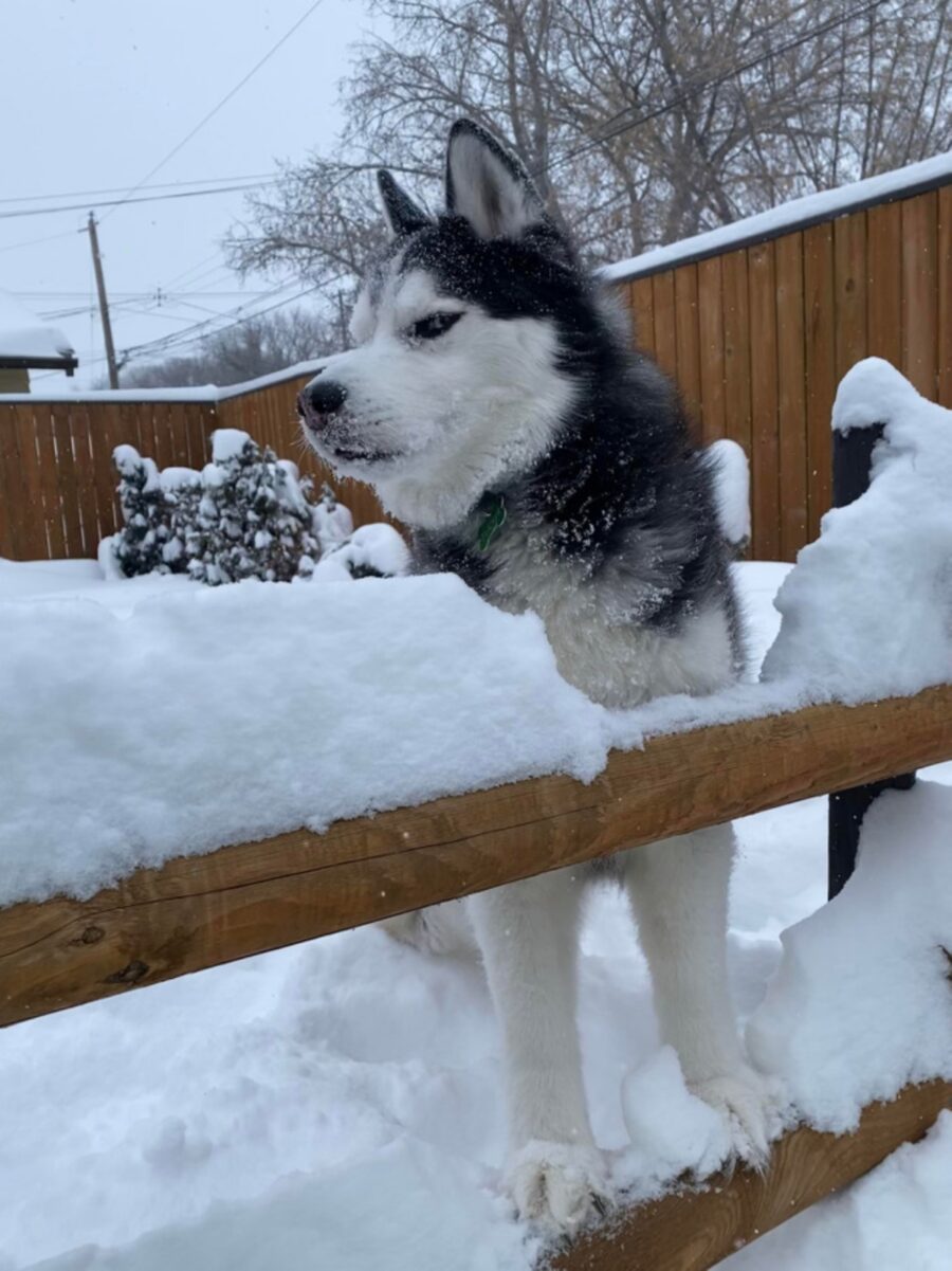 cane husky neve