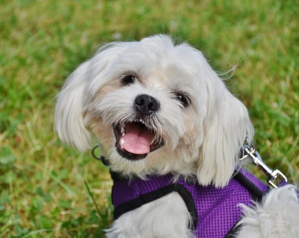 6 foto di cani impossibili da guardare senza sorridere